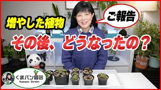 増やした多肉植物のその後は！？・ハオルチア編【くまパン園芸】