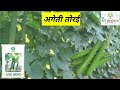 when and how to cultivate early ridge gourd. ridge gourd farm. @tfarminggyan