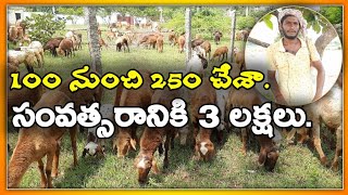 sheep rearing in telugu||gorrela pempakam telugu||mallesh adla||