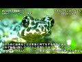 最も絶滅に近い！？日本一美しいカエルを見に行こう【虎之介の生き物動画 17】イシカワガエル 絶滅危惧種 天然記念物 沖縄