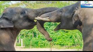 ដំរីចុះប្រេងមួយក្បាលបានជាន់អ្នកមើលថែសួនសត្វម្នាក់បណ្ដាលឲ្យស្លាប់យ៉ាងរន្ធត់ |Khmer News Sharing