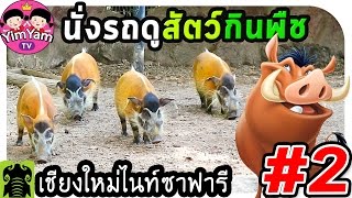 หนูยิ้มหนูแย้ม | นั่งรถชมสัตว์กินพืช (เชียงใหม่ไนท์ซาฟารี#2)