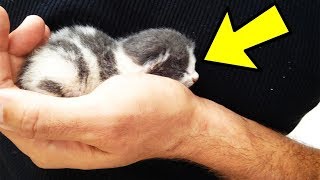 Man Saves Orphaned Kitten Who Repays Him With Love