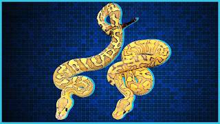 Crypton might be our FAVORITE Ball Python gene!