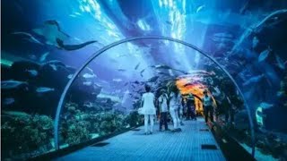 taraporewala aquarium mumbai (tunnel aquarium)