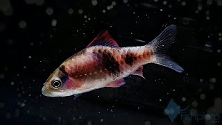 Fish in the wild - Haludaria fasciata from the Western Ghats of India