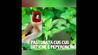 PASTONATA ORTICHE CUS CUS E PEPERONCINO  per cardellini canarini  aumento difese immunitarie uccelli