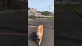 柴犬ミカンのお花見散歩