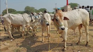 దేవరకద్ర సంతలో అందమైన పాలపల్ల కోడెదూడలు | Milkteeth Bulls prices