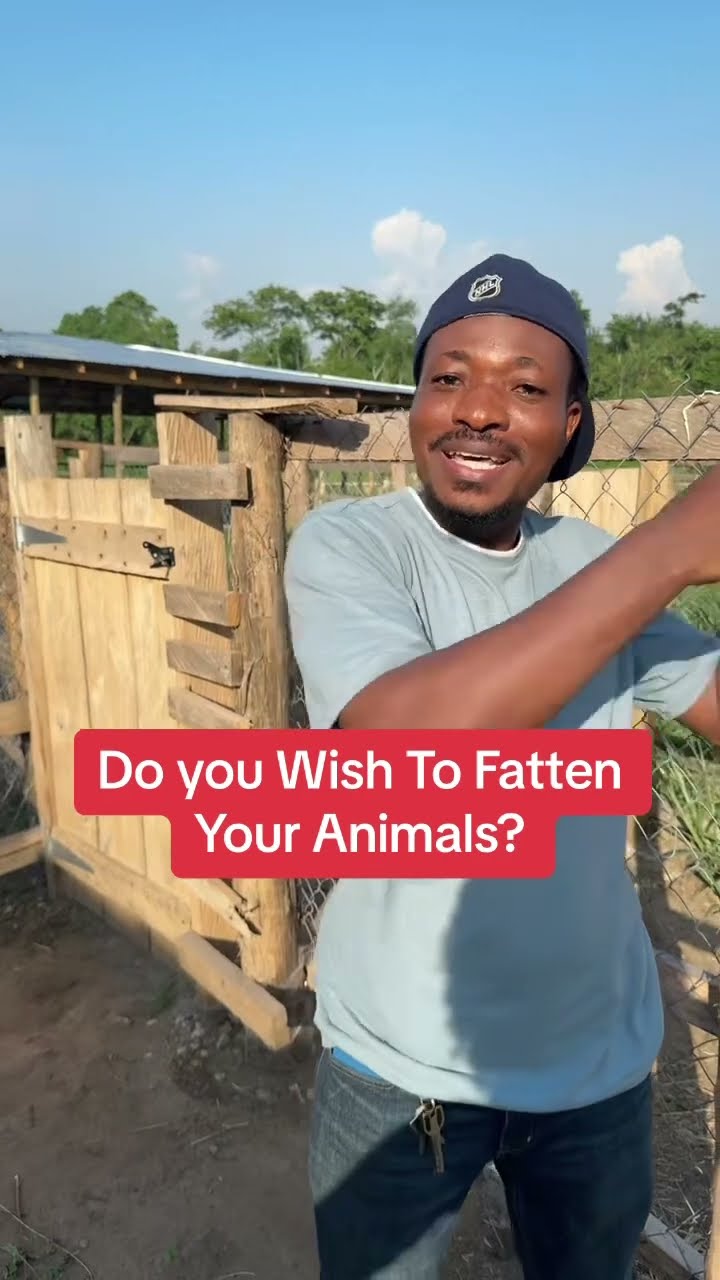 Fatten Your Animals With Semanhyia Grass #farminginafrica # ...