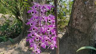 Orchids of Assam: Dendrobium Lituiflorum অসমৰ অৰ্কিড/ কপৌফুল II অসমৰ স্থানীয় অৰ্কিড সমূহ