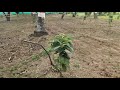 3 acre 11 gunta land for sale near to  ShrirangaPatna ( 9110861228 )