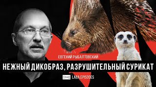 Нежный дикобраз и разрушительные сурикаты. Евгений Рыбалтовский.