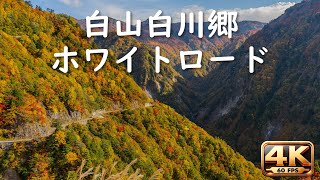 白山白川郷ホワイトロード（岐阜～石川）車載動画 Shirayama-ShirakawaGo White Road 25.10.23 4k 60fps