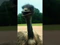 angry ostrich