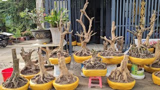 #Trạng_0932999393, BG 21/2  Phôi Mai Vàng Bonsai Quái, hoành lớn, Lùn lực  @Bonsaicantho165