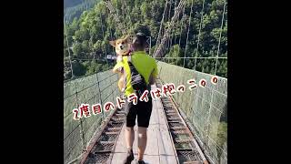 【puppy corgi仔花　初めての谷瀬の吊り橋】 #corgi #puppy #コーギー子犬