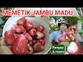 MEMETIK JAMBU MADU RED THAI