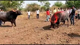 Rama 2 akot Vs shera panaj helo ki takkar.