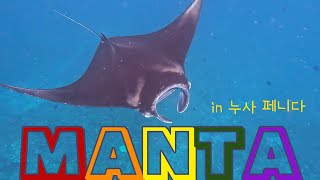 롬복에서 발리까지🇮🇩 나홀로일주- EP6.누사 페니다🏝️| 만타 가오리와 함께하는 스노쿨링 투어🤿💦 in Nusa Penida🏖️