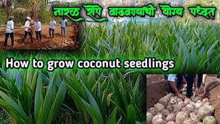 नारळ रोपे वाढवण्याची सोप्पी पध्दत/How to grow coconut seedlings