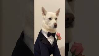 If a really handsome dog wears a suit... 🌹