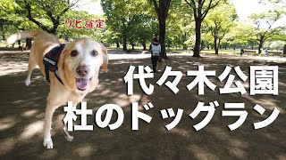 【後編】初めての代々木公園ドッグラン F1レトリバージェイク