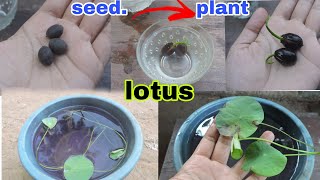 ತಾವರೆ ಬೀಜದಿಂದ ಗಿಡ ಹೀಗೆ ಬೆಳೆಸಿದ್ದೇನೆ‌| grow lotus from seeds | madhuraganaraj bhat