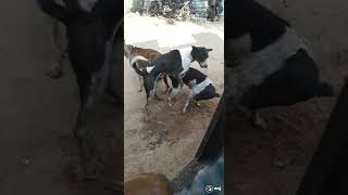 kutta kutiya Ka Pyar please ek bar jarur dekhen aur lakh subscribe jarur Karen