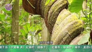 《世說本草》第58集：廣西之旅榼藤 The Chinese Materia Medica for us All