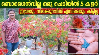 Bougainvillea plant complete care and tips Malayalam | കടലാസ് ചെടി കാടുപിടിച്ച് പൂക്കാൻ ഈ വളം മതി