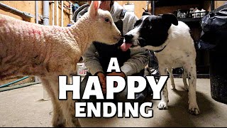 7 DAYS OF LAMBING: DAY FIVE (4TH Cut Hay, A Couple Sad Losses, BUT ONE BIG WIN!) Vlog 351