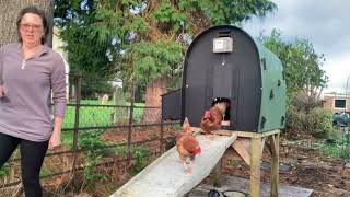 Introducing the rescue chickens