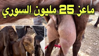 3 معزات ب 25 مليون ..سلعة زينة و نتاع حليب سوق الماعز السوري في تيارت إتصل الأن الكمية محدودة 🐐🐐