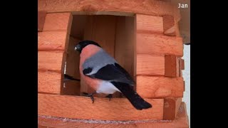 das Futterhaus ist gut Besucht Gimpel (Dompaff) , Zeisige , Meisen 18.01.2024