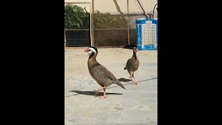 Arabian partridge #охота на куропатку2 ноября Спартак чемпион