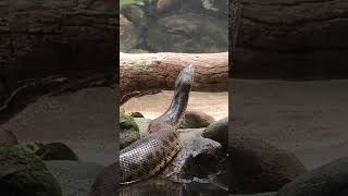 Green Anaconda 😱#anaconda #music #instrumental #typebeat #trending #travel #beats #foryou ##shorts