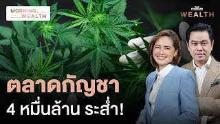 สะเทือนธุรกิจ 4.5 หมื่นล้าน! ดึง ‘กัญชา’ กลับบัญชียาเสพติด | Morning Wealth 23 พ.ค. 2567