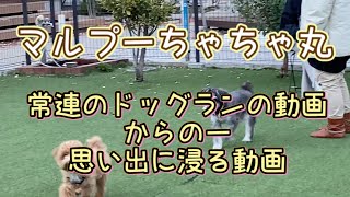 マルプー ちゃちゃ丸　第48話　常連のドッグラン動画からのー思い出に浸る動画