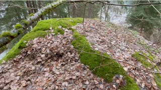 COLLECTING YAMADORI IN THE ALPS