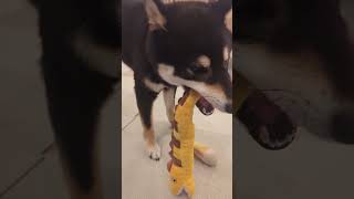 【黒柴1歳】ガムでしゅ【とりあえず噛むでしゅ】【SHIBA INU】#柴犬　#黒柴