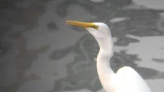 中白鷺吞魚 Intermediate Egret swallowed a fish M4V00065.MP4