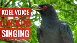 Koel bird sound singing | Cuckoo sound కోకిల | कोयल की आवाज़ | Koyal awaz | Birds of Andhrapradesh