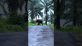 WILDHORN #shorts #wildelephant #shortvideo തുമ്പികൈ ഇല്ലാത്ത കുട്ടിയാനയുടെ പേടിച്ചുള്ള ഓട്ടം¡¡¡