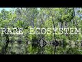 Exploring the Noosa Everglades by Kayak (Rare Ecosystem) 4K