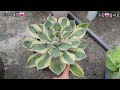 미미네옥상다육😅 태풍이 지나가고난뒤소식전해볼게용🌼🌸22.9.6 korean succulents plants 💖