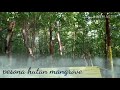 Pesona hutan mangrove sausu tambu