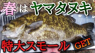 春の気難しい日でもヤマタヌキを投げればこんな特大スモールが釣れます「バス釣り」「スモールマウスバス」「4月」