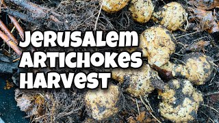 Harvesting Jerusalem Artichokes | Sunchokes | Perennial Crops