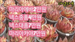 초특가/마리아에바/넥스/카야    햇살바람\u0026다육010-3413-3492